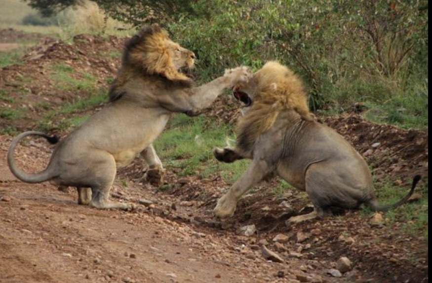 Animal WarZone
